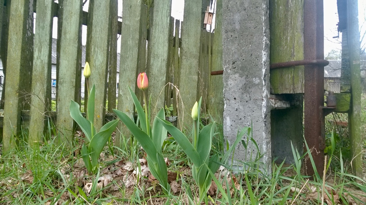 tulipany złota górka